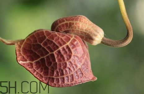 馬兜鈴酸的中藥有哪些？馬兜鈴酸是什么