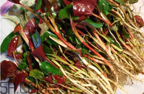 魚(yú)腥草有馬兜鈴酸嗎？馬兜鈴酸的功效與作用