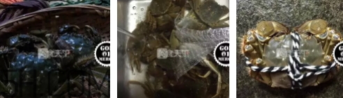 菜蟹是什么蟹？菜蟹的營養(yǎng)價值與功效