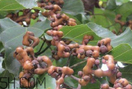 雞爪梨是水果嗎？雞爪梨泡酒有什么功效