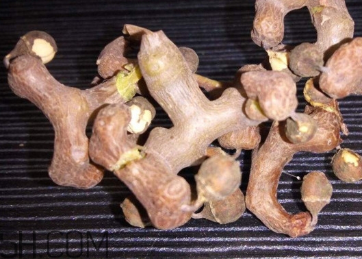 雞爪梨解酒是真的嗎？雞爪梨種下幾年能開花結(jié)果