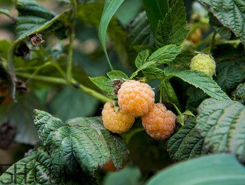 ?樹莓什么時候種植 樹莓種植時間