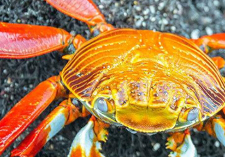 冬蟹是什么蟹？冬蟹的營(yíng)養(yǎng)價(jià)值和功效