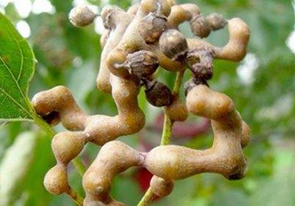 雞爪梨解酒是真的嗎？雞爪梨種下幾年能開花結(jié)果