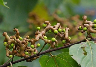 雞爪梨泡酒是喝酒還是吃果實嗎？雞爪梨的營養(yǎng)價值