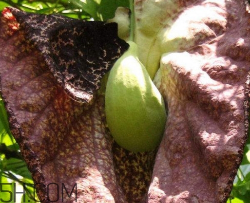 馬兜鈴酸的中藥有哪些？馬兜鈴酸是什么