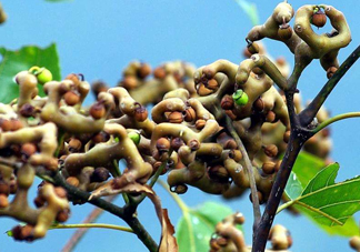 雞爪梨多少錢一斤？雞爪梨孕婦能吃嗎