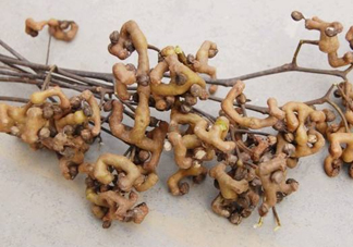 雞爪梨怎么挑選？雞爪梨什么時候成熟