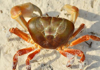 冬蟹蒸多長(zhǎng)時(shí)間？怎么蒸冬蟹