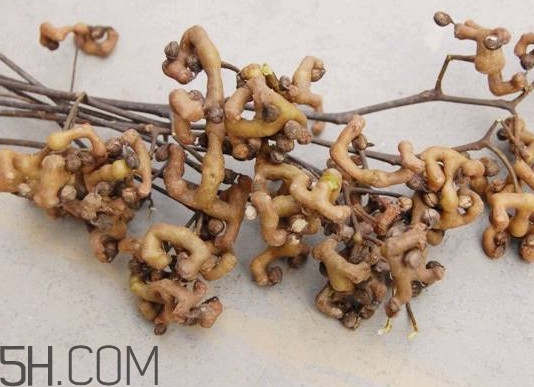 雞爪梨怎么挑選？雞爪梨什么時候成熟