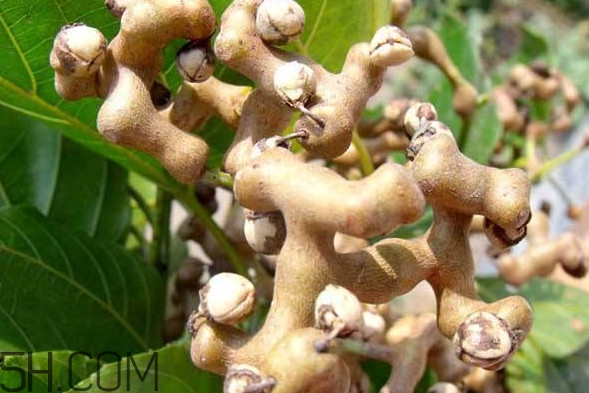 雞爪梨是水果嗎？雞爪梨泡酒有什么功效