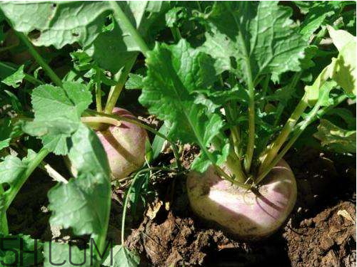 蘿卜空心了還能吃嗎 蘿卜為什么會(huì)空心 蘿卜空心了還能吃嗎 蘿卜為什么會(huì)空心