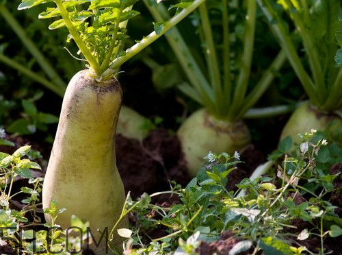 蘿卜空心了還能吃嗎 蘿卜為什么會(huì)空心 蘿卜空心了還能吃嗎 蘿卜為什么會(huì)空心