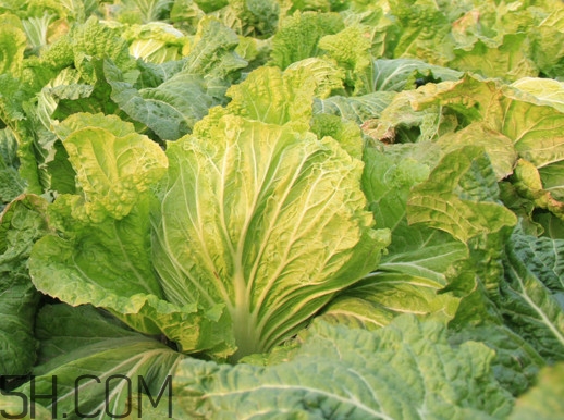 冬儲(chǔ)大白菜怎么才不會(huì)壞？冬儲(chǔ)大白菜什么時(shí)候上市