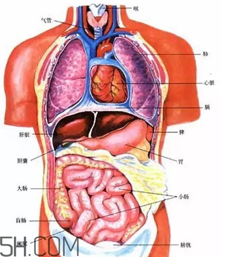 胃在左邊還是右邊？胃在哪個位置圖