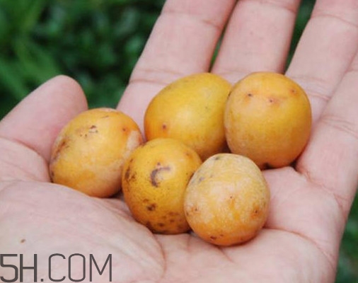 南酸棗多少錢一斤？南酸棗和酸棗的區(qū)別是什么