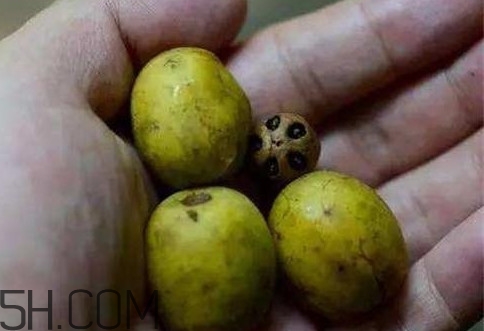 南酸棗可以泡酒嗎？南酸棗果核有什么功效