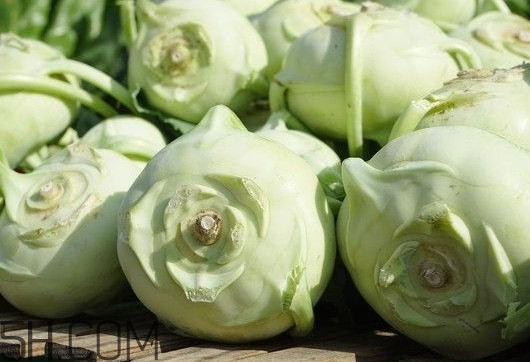 大頭菜是發(fā)物嗎？大頭菜是卷心菜嗎