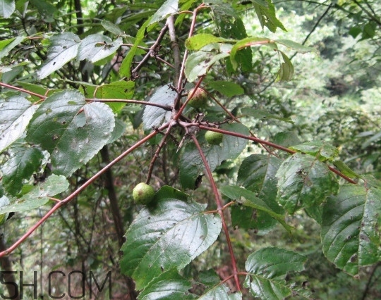 南酸棗什么時(shí)候成熟？南酸棗怎么種