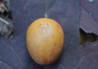 南酸棗多少錢一斤？南酸棗和酸棗的區(qū)別是什么