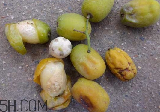 南酸棗怎么吃？南酸棗的作用與功效