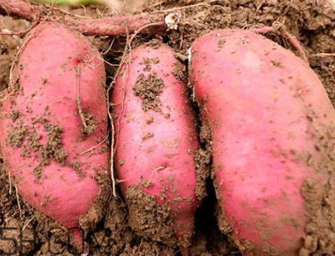 紅薯多少錢一斤 紅薯市場(chǎng)怎么樣