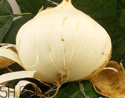 白地瓜不能和什么一起吃 什么人不適合吃白地瓜 白地瓜不能和什么一起吃 什么人不適合吃白地瓜