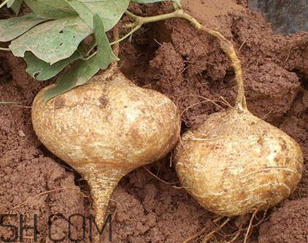 白地瓜不能和什么一起吃 什么人不適合吃白地瓜 白地瓜不能和什么一起吃 什么人不適合吃白地瓜