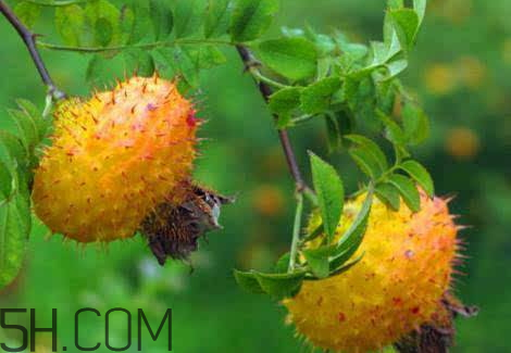 野刺梨泡酒有什么功效 野刺梨泡酒的功效 野刺梨泡酒有什么功效 野刺梨泡酒的功效