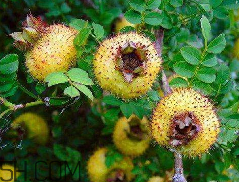 野刺梨泡酒有什么功效 野刺梨泡酒的功效 野刺梨泡酒有什么功效 野刺梨泡酒的功效