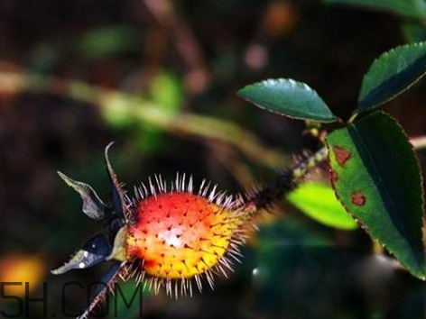 野刺梨泡酒有什么功效 野刺梨泡酒的功效 野刺梨泡酒有什么功效 野刺梨泡酒的功效