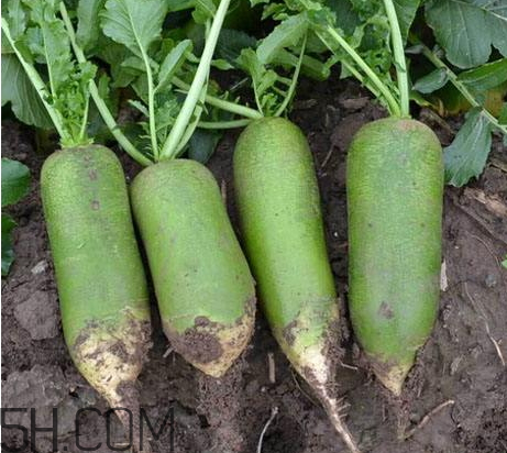 青蘿卜不能和什么一起吃 青蘿卜和什么相克 青蘿卜不能和什么一起吃 青蘿卜和什么相克