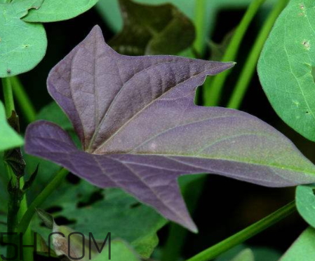 地瓜葉不能和什么一起吃 地瓜葉和什么相克 地瓜葉不能和什么一起吃 地瓜葉和什么相克