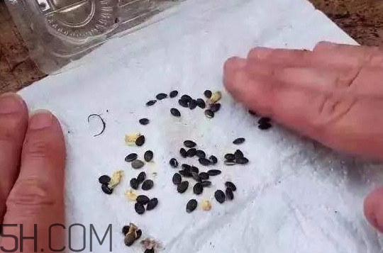 百香果的皮有什么作用？百香果籽可以種嗎