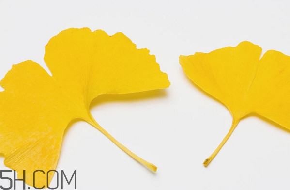 銀杏葉有什么作用？銀杏樹(shù)葉怎么處理才能當(dāng)茶葉喝