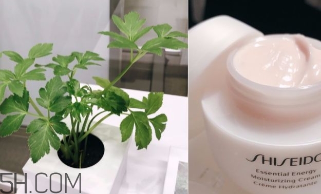 資生堂激能量水乳霜怎么樣？資生堂激能量水乳霜多少錢