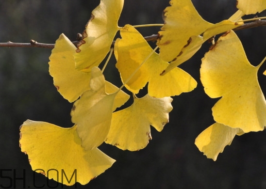 銀杏葉的花語是什么？銀杏樹葉可以降血壓嗎