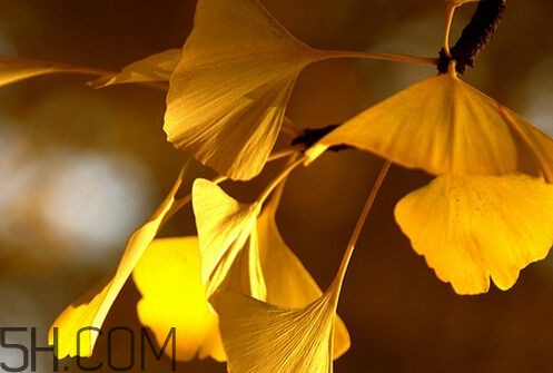 銀杏葉片能治耳鳴嗎？銀杏葉片可以降血脂嗎