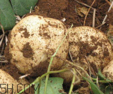 白地瓜什么時(shí)候種植 白地瓜怎么種植 白地瓜什么時(shí)候種植 白地瓜怎么種植