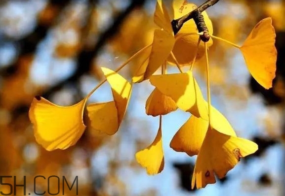 銀杏葉有什么作用？銀杏樹(shù)葉怎么處理才能當(dāng)茶葉喝