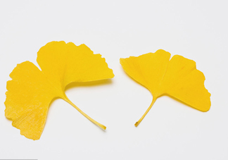 銀杏葉有什么作用？銀杏樹葉怎么處理才能當茶葉喝