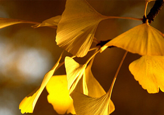 銀杏葉什么時間采收效果好？銀杏葉可以治什么病