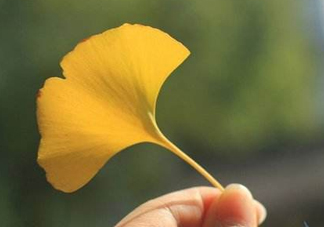 銀杏葉片能治耳鳴嗎？銀杏葉片可以降血脂嗎