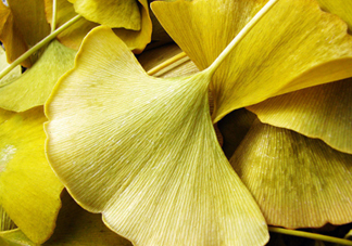 銀杏葉泡腳有什么好處？銀杏葉做枕頭有什么好處