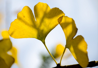 銀杏葉怎么祛斑？銀杏葉有毒嗎