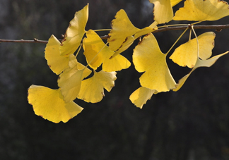 銀杏葉的花語是什么？銀杏樹葉可以降血壓嗎