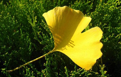 銀杏葉的花語是什么？銀杏樹葉可以降血壓嗎