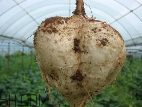 土瓜是涼性還是熱性 土瓜是發(fā)物嗎 土瓜是涼性還是熱性 土瓜是發(fā)物嗎