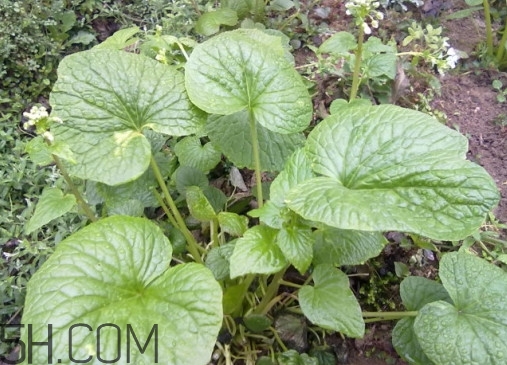 山葵中國什么地方有種？山葵和芥末的區(qū)別