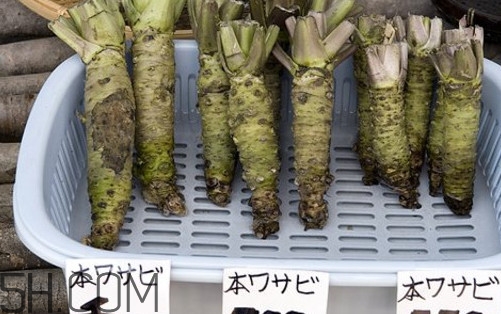 山葵是什么？山葵是芥末嗎